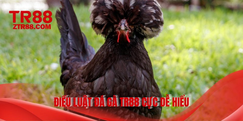 Điều luật đá gà TR88 cực dễ hiểu