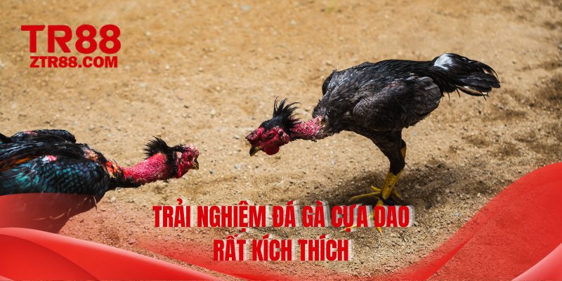 Trải nghiệm đá gà cựa dao rất kích thích